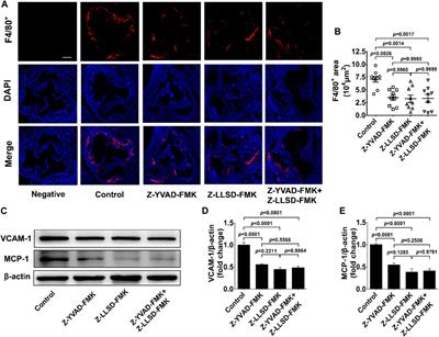 Inhibition of GSDMD activation by Z-LLSD-FMK or Z-YVAD-FMK reduces vascular inflammation and atherosclerotic lesion development in ApoE−/− mice